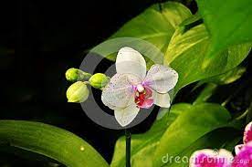 Phalaenopsis Is The Scientific Name For This White Orchid With A Pink Purple Center Lip Orchids Flowers Photography Moth Orchid