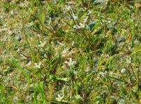 Image result for Subularia