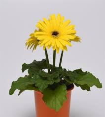 Image result for Gerbera