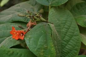 Image result for Cordia sp.A.