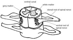 A diagram of a typical nationwide network backbone. The Spinal Cord Boundless Anatomy And Physiology