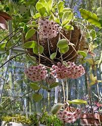 Image result for hoya plant flower