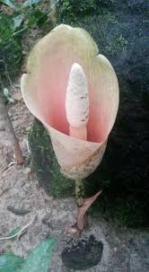 Image result for Amorphophallus