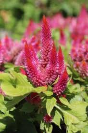Image result for Celosia schweinfurthiana
