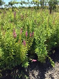Image result for Spiraea douglasii