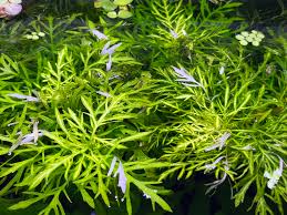 Image result for Hygrophila spiciformis