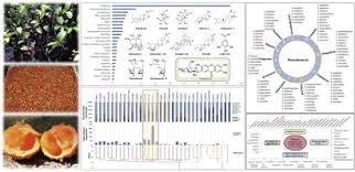 Image result for Salacia madagascariensis