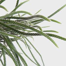 Image result for Rhipsalis baccifera