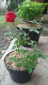 Tidak hanya bagian interior, eksterior rumah juga harus jadi perhatian tersendiri. Tanaman Hias Untuk Taman Dan Teras Rumah Home Facebook