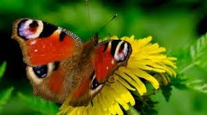 / check spelling or type a new query. Elegance Is Refusal Thu Nguyen Vlog Relaxing Piano For Sleeping Youtube