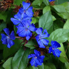 Image result for Frommia ceratophylloides