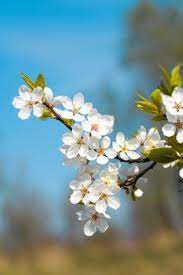 Pear Tree Facts Ornamental Pear Tree Pear Blossom Flowering Pear Tree