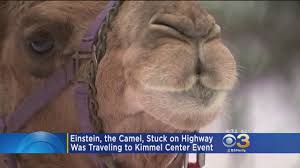 The owners, paul morin and cameron brown, were actually born and raised in north austin and have been in love with the area. How A Camel Got Stuck In A Snowstorm In Montgomery County Cbs Philly