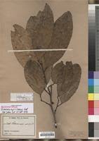 Image result for Strombosiopsis