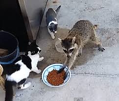 I sometimes let my dogs lick the cat food spoon as a treat! Meet 5 Of The Most Famous Cats On The Internet Funny Animal Pictures Funny Animal Videos Funny Animals