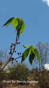 Image result for Actinodaphne