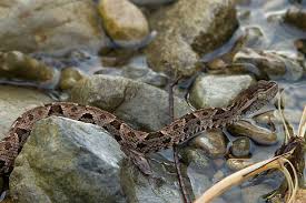 Image result for Bothrops asper