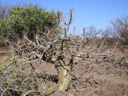 Image result for Commiphora caerulea