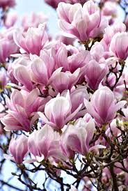 Pin On Tulipe