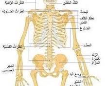 Image of العظام