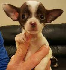 Cincinnati For Sale Puppies Puppies Boston Terrier Bulldog