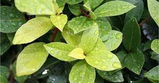 Check spelling or type a new query. Kenali English Herbs Daun Bay Perbaiki Aroma Rasa Makanan Impiana