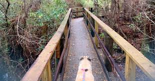 Dipsea, steep ravine, and matt. Dog Friendly Hiking Trails In Pensacola Outdoor Gulf Coast Of Northwest Florida