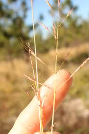 Image result for Bothriochloa bladhii