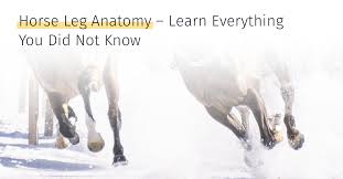 Dog hind legs анатомия костей. Horse Leg Anatomy Learn Everything You Did Not Know Medrego