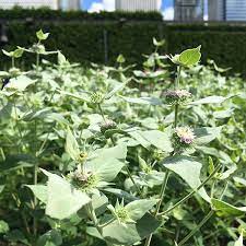 Chihei hatakeyama is a sound artist and musician living on the outskirts of tokyo. Blunt Mountain Mint Pycnanthemum Muticum Lurie Garden
