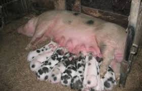 Nicht alle sind farbecht und trotzen kalten temperaturen, wind und regen. Infodienst Landwirtschaft Schweine