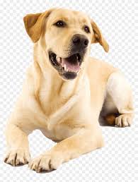 If you are unable to find your labrador retriever puppy in our puppy for sale or dog for sale sections, please consider looking thru thousands of labrador retriever dogs for adoption. Golden Retriever Puppy Golden Labrador Clipart 2525506 Pikpng