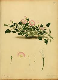 Image result for Falkia oblonga