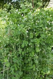 Zuckererbsen Anbauen Standort Sorten Ernte Verarbeitung Zuckererbsen Erbsen Pflanzen Hochbeet Bepflanzen