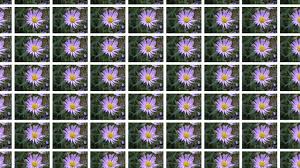 Find & download the most popular flower photos on freepik free for commercial use high quality images over 9 million stock photos. The Mysterious Photo Of A Purple Flower That Receives 78 Million Hits Each Day Rest Of World