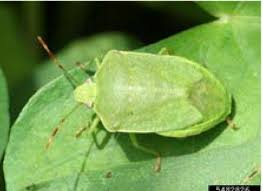 Easy steps to identify and deal with aphids, bagworms, cabbage worms, colorado potato beetles, flea beetles, japanese beetles, lace bugs, leafhoppers, squash bugs when you're in the garden picking homegrown produce and find telltale bite marks on your plants, chances are you have insect pests. Sweet Corn Insects Mid Late Season Seminis