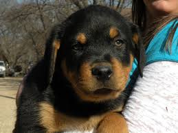 The cheapest offer starts at £1,200. German Shepherd Rottweiler Mix Puppies Near Me Pets Lovers