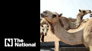 Missing or invalid shipper number. Video Camels Provide Beauty Milk And Alternative Fuel For Cement Production The American Ceramic Society