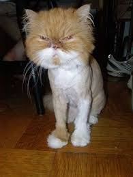 The cruel elephant trope as used in popular culture. The Lion Cut The Dragon Cut For Cats