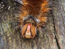 Image result for Anthonotha noldeae