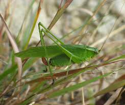 Check spelling or type a new query. Fork Tailed Bush Katydid Scudderia Furcata