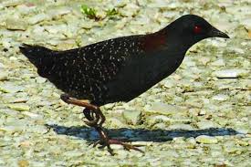 The exotic and bird clinic of new england is located approximately two hours away from boston, portland me, burlington. Learn About Black Rail Birds In Sierra Nevada Foothills Theunion Com