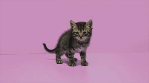 Animated Gif Pretty Cats Cat Cuddle Baby Cats