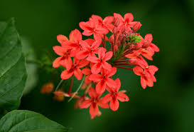 Image result for Ruspolia seticalyx