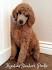 Standard Poodle Puppies for Sale in Virginia - DogsNow