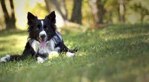 Border collie puppies for adoption in texas. Fosters Of Blisswood Ranch A Border Collie Rescue In East Texas