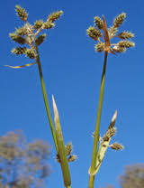 Image result for Fuirena stricta