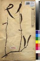 Image result for Tapinanthus dependens