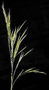 Image result for Pseudobromus