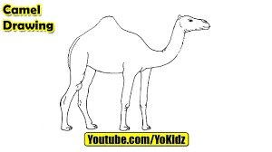 Easy step by step tutorial on how to draw an arabic camel, pause the video at every step to follow the steps carefully. How To Draw Camel For Kids Youtube